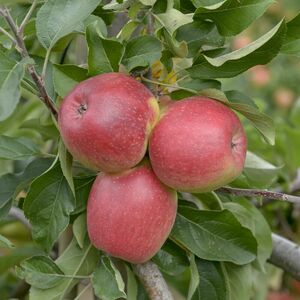 Apfel 'Recolor'