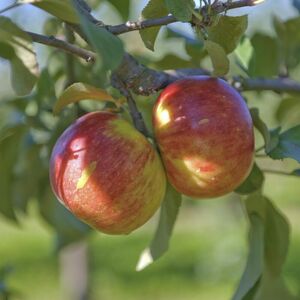 Apfel 'Schöner von Herrnhut'