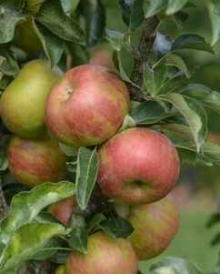 Säulen-Apfel 'Sonate'