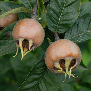 Mespilus germanica