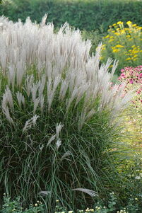 Miscanthus sinensis 'Kleine Silberspinne'