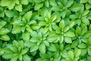 Pachysandra terminalis