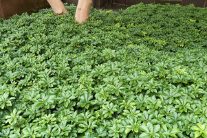 Pachysandra terminalis