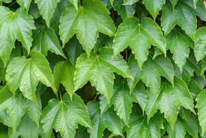 Parthenocissus tricuspidata 'Veitchii