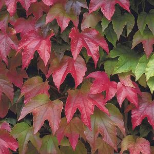 Parthenocissus tricuspidata 'Veitchii'
