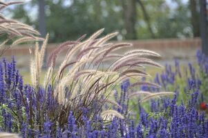 Pennisetum advena 'Rubrum'