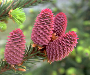 Picea abies 'Acrocona'