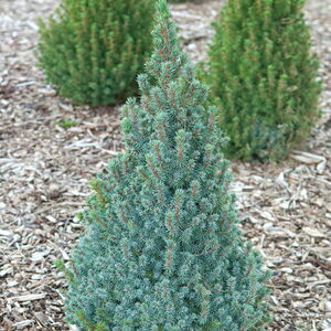 Picea glauca 'Sanders Blue'