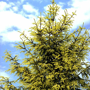 Picea orientalis 'Aurea'