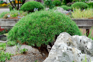 Pinus mugo 'Mops'