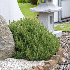 Pinus mugo 'Mops'