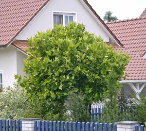 Platanus hispanica 'Alphens Globe'
