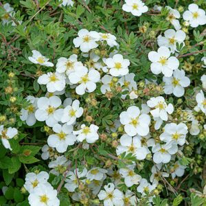 Potentilla fruticosa BELLA BIANCA