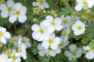 Potentilla fruticosa BELLA BIANCA