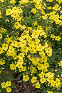 Potentilla fruticosa 'Kobold'