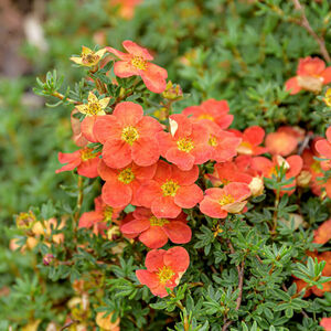 Potentilla fruticosa 'Red Ace'