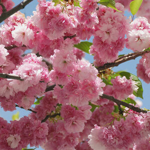 Prunus serrulata 'Pink Perfection'