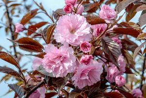 Prunus serrulata 'Royal Burgundy'