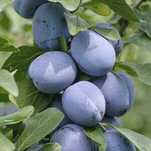 Pflaume 'Bühler Frühzwetzsche'