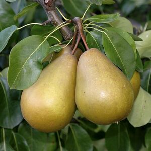 Birne 'Gellerts Butterbirne'