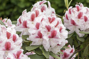 Rhododendron BELAMI