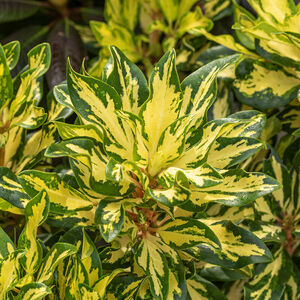 Rhododendron 'Blattgold'