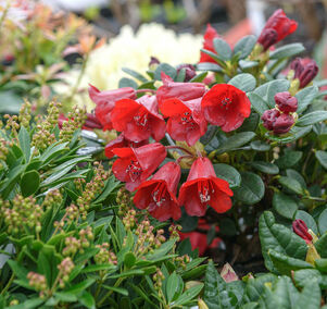 Rhododendron 'Carmen'