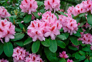Rhododendron 'Furnivalls Daughter'
