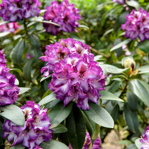 Rhododendron 'Hans Hachmann'