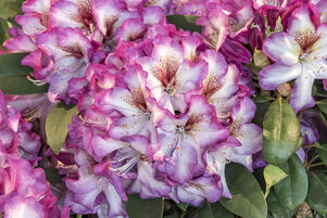 Rhododendron 'Hans Hachmann'