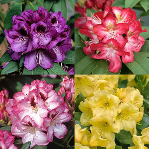 Rhododendron Hybriden - Exklusiv Mix