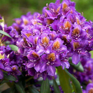 Rhododendron 'Marcel Menard'