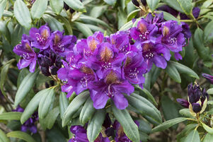 Rhododendron 'Marcel Menard'