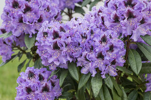 Rhododendron 'Metallica'