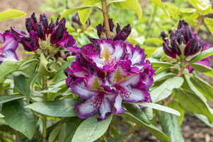 Rhododendron 'Midnight Magic'