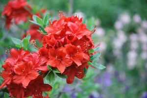 Rhododendron 'Parkfeuer'