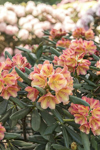 Rhododendron 'Valencia'