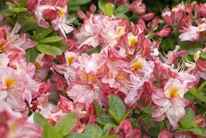 Rhododendron 'Cecile'