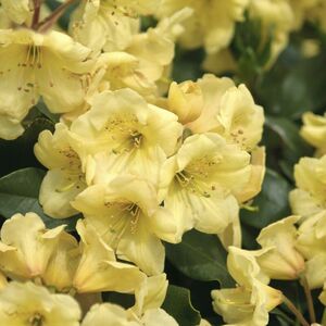 Rhododendron 'Goldbukett'