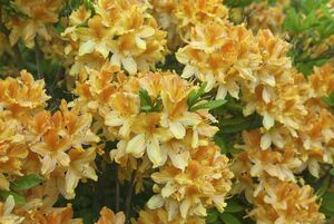 Rhododendron 'Goldtopas'