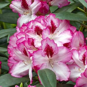 Rhododendron 'Hachmanns Charmant'