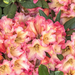 Rhododendron 'Scyphocalyx'