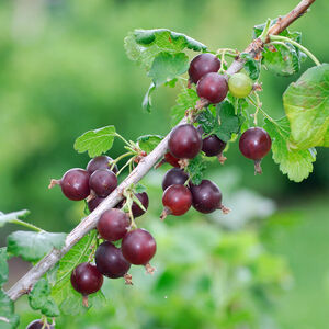 Ribes nidigrolaria 'Jochelbeere'