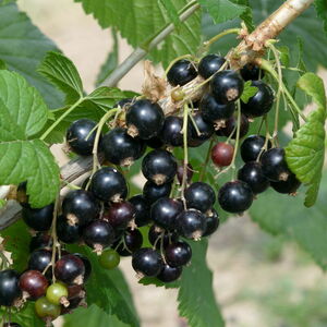 Ribes nigrum 'Titania'