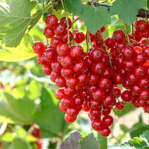 Ribes rubrum 'Rolan'