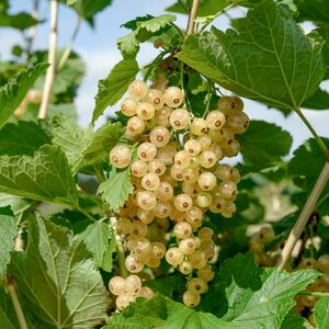 Ribes sativum WEISSE VERSAILLER