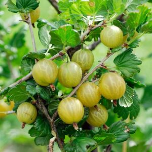 Ribes uva-crispa 'Hinnomaeki gelb'