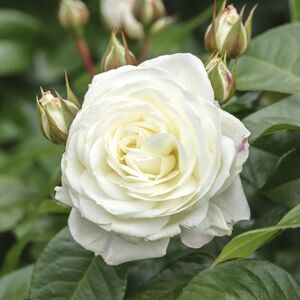 ALABASTER
