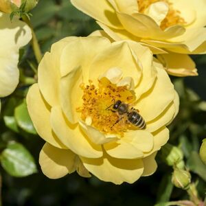 BIENENWEIDE GELB