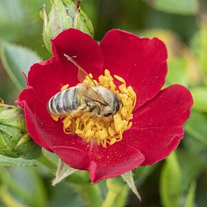 BIENENWEIDE ROT